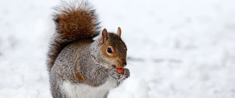 A Winter Ready Home